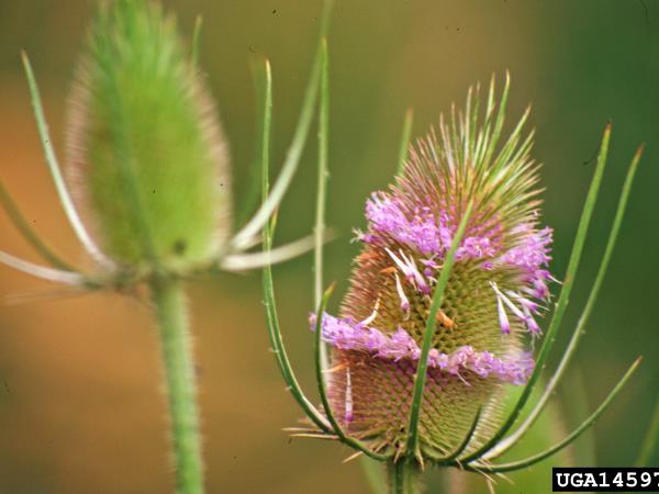 Plevel, ki zdravi želodec, jetra, ledvice in boreliozo